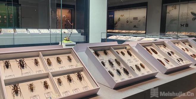 1800余件世界珍稀昆虫标本在山东青州展出
